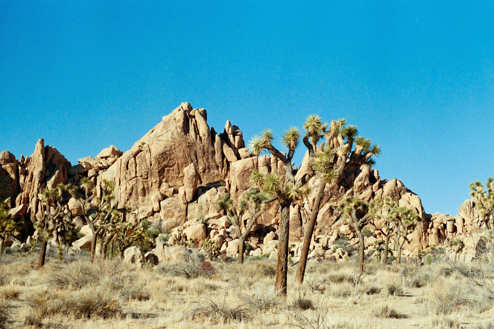 Joshua Tree Joshua Tree